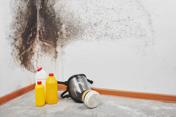 Best Toxic Mold Removal  in Tipton, IA