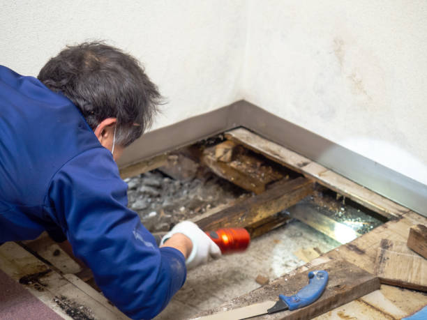 Best Water Damage Restoration  in Tipton, IA