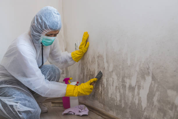 Best Commercial Mold Removal  in Tipton, IA