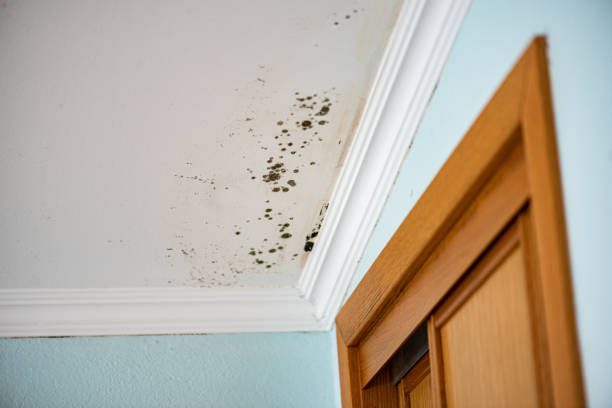 Mold Removal Process in Tipton, IA