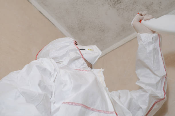Best Mold Damage Repair  in Tipton, IA