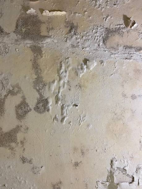 Best Crawl Space Mold Removal  in Tipton, IA