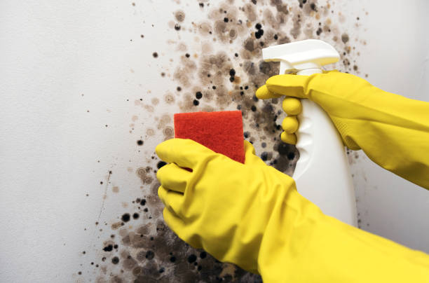 Best Same-Day Mold Removal  in Tipton, IA
