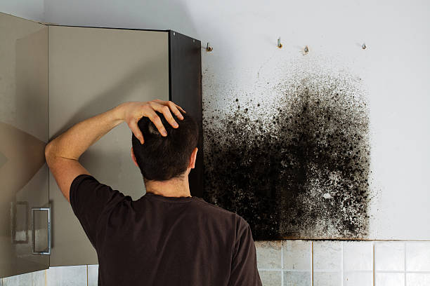 Best Mold Testing  in Tipton, IA