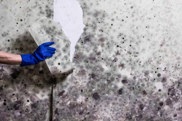 Best Best Mold Removal Companies  in Tipton, IA