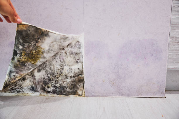 Best Black Mold Removal  in Tipton, IA